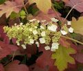 Гортензия дуболистная Бургунди / Hydrangea quercifolia Burgundy — фото 6