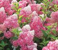 Гортензия метельчатая Ванилла Строуберри / Hydrangea panniculata Vanilla Strawberry — фото 4