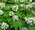 Гортензия дуболистная Пи Ви / Hydrangea quercifolia Pee Wee — фото 2