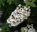 Гортензия дуболистная Пи Ви / Hydrangea quercifolia Pee Wee — фото 3