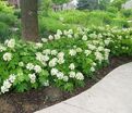 Гортензия дуболистная Пи Ви / Hydrangea quercifolia Pee Wee — фото 5