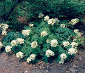 Гортензия дуболистная Пи Ви / Hydrangea quercifolia Pee Wee — фото 6