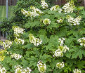 Гортензия дуболистная Сайкс Дварф / Hydrangea quercifolia Sike's Dwarf — фото 2
