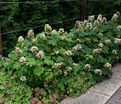 Гортензия дуболистная Сайкс Дварф / Hydrangea quercifolia Sike's Dwarf — фото 3