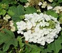 Гортензия дуболистная Сайкс Дварф / Hydrangea quercifolia Sike's Dwarf — фото 5