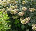 Гортензия дуболистная Сайкс Дварф / Hydrangea quercifolia Sike's Dwarf — фото 6