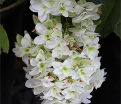 Гортензия дуболистная Сноу Джиант / Hydrangea quercifolia Snow Giant — фото 3