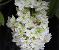 Гортензия дуболистная Сноу Джиант / Hydrangea quercifolia Snow Giant — фото 3