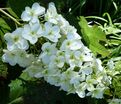 Гортензия дуболистная Сноу Джиант / Hydrangea quercifolia Snow Giant — фото 4