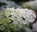 Гортензия дуболистная Сноу Куин / Hydrangea quercifolia Snow Queen (Flemygea) — фото 2