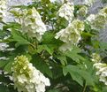 Гортензия дуболистная Сноу Куин / Hydrangea quercifolia Snow Queen (Flemygea) — фото 3