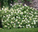 Гортензия дуболистная Сноу Куин / Hydrangea quercifolia Snow Queen (Flemygea) — фото 4