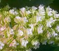 Гортензия дуболистная Сноуфлейк / Hydrangea quercifolia Snowflake — фото 3