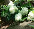 Гортензия дуболистная Хармони / Hydrangea quercifolia Harmony — фото 2