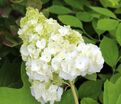 Гортензия дуболистная Хармони / Hydrangea quercifolia Harmony — фото 6