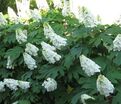 Гортензия дуболистная Элис / Hydrangea quercifolia quercifolia Alice дуболистная — фото 2