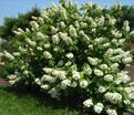 Гортензия дуболистная Элис / Hydrangea quercifolia quercifolia Alice дуболистная — фото 4