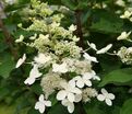 Гортензия метельчатая Биг Бен / Hydrangea panniculata Big Ben — фото 2