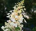 Гортензия метельчатая Биг Бен / Hydrangea panniculata Big Ben — фото 3