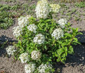 Гортензия метельчатая Бобо / Hydrangea panniculata Bobo — фото 3