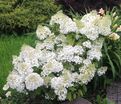 Гортензия метельчатая Бобо / Hydrangea panniculata Bobo — фото 4