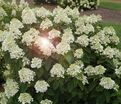 Гортензия метельчатая Бэйби Лейс / Hydrangea panniculata Baby Lace — фото 2