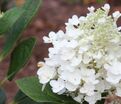 Гортензия метельчатая Бэйби Лейс / Hydrangea panniculata Baby Lace — фото 3