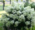 Гортензия метельчатая Бэйби Лейс / Hydrangea panniculata Baby Lace — фото 4