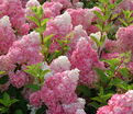 Гортензия метельчатая Ванилла Фрейз / Hydrangea panniculata Vanille Fraise — фото 2