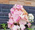 Гортензия метельчатая Ванилла Фрейз / Hydrangea panniculata Vanille Fraise — фото 3