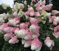 Гортензия метельчатая Ванилла Фрейз / Hydrangea panniculata Vanille Fraise — фото 4