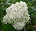 Гортензия метельчатая Гарри С Сувенир / Hydrangea panniculata Harry S Souvenir — фото 2
