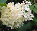 Гортензия метельчатая Гарри С Сувенир / Hydrangea panniculata Harry S Souvenir — фото 3