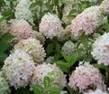 Гортензия метельчатая Гарри С Сувенир / Hydrangea panniculata Harry S Souvenir — фото 4