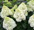 Гортензия метельчатая Геркулес / Hydrangea panniculata Hercules — фото 2