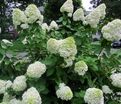 Гортензия метельчатая Геркулес / Hydrangea panniculata Hercules — фото 3