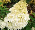 Гортензия метельчатая Геркулес / Hydrangea panniculata Hercules — фото 4