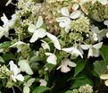 Гортензия метельчатая Голиаф / Hydrangea panniculata Goliath — фото 2