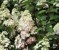 Гортензия метельчатая Голиаф / Hydrangea panniculata Goliath — фото 3