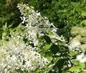 Гортензия метельчатая Голиаф / Hydrangea panniculata Goliath — фото 4
