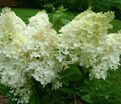 Гортензия метельчатая Грандифлора / Hydrangea panniculata Grandiflora — фото 2