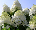 Гортензия метельчатая Грандифлора / Hydrangea panniculata Grandiflora — фото 3