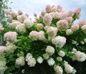 Гортензия метельчатая Грандифлора / Hydrangea panniculata Grandiflora — фото 4