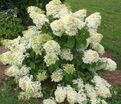 Гортензия метельчатая Дентель де Горрон / Hydrangea panniculata Dentelle De Gorron — фото 2