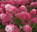 Гортензия метельчатая Диамант Руж / Hydrangea panniculata Diamant Rouge — фото 2
