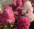 Гортензия метельчатая Диамант Руж / Hydrangea panniculata Diamant Rouge — фото 3