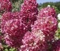 Гортензия метельчатая Диамант Руж / Hydrangea panniculata Diamant Rouge — фото 4