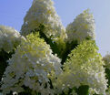 Гортензия метельчатая Долли / Hydrangea panniculata Dolly — фото 2