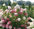 Гортензия метельчатая Долли / Hydrangea panniculata Dolly — фото 3