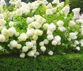 Гортензия метельчатая Долли / Hydrangea panniculata Dolly — фото 4